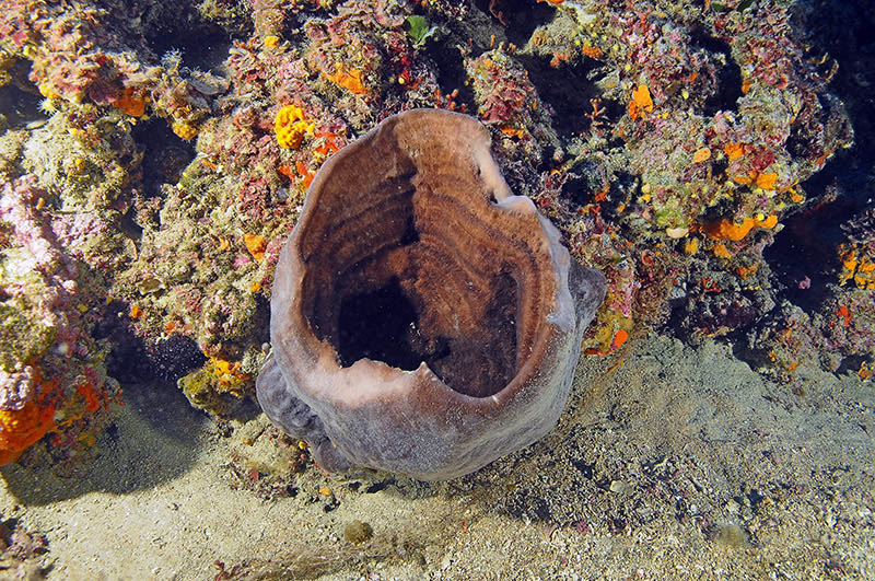 Sembra una spugna caraibica